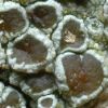 Lecanora argentata